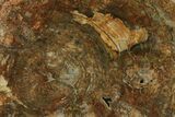 Colorful, Petrified Wood (Araucaria) Slab - Madagascar #274693-1